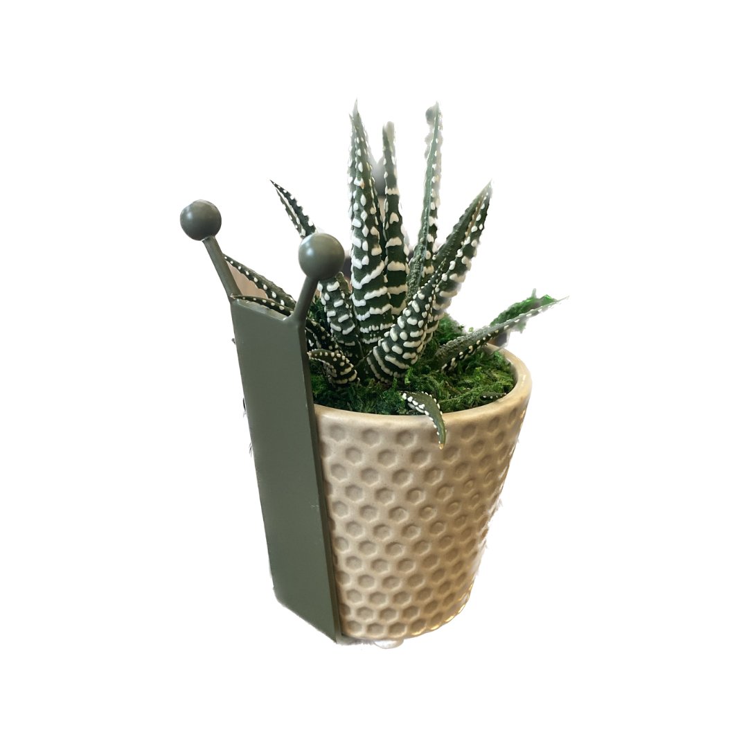 Sully Snail - HER Home Design Boutique